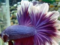 how much should you feed betta fish?