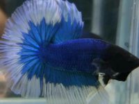 how often do you change betta fish water?