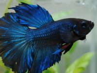 how often should i clean my betta fish tank?