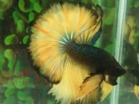 how often should i feed a betta fish?