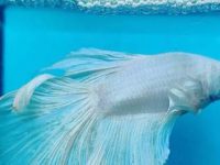 how take care of betta fish?