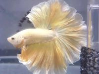 how to help a sick betta fish?