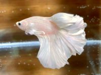 how to keep betta fish tank clean?