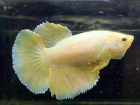 how to tell if betta fish is pregnant?