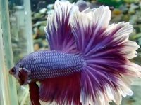 how to treat fin rot betta fish?