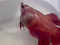 is betta a tropical fish?