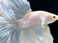 life expectancy for betta fish