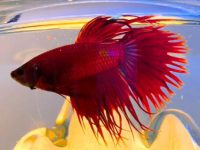 lifespan of male betta fish