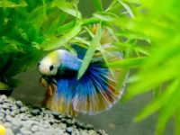 live plants and betta fish