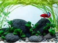 plants for betta fish tank?