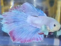 popeye in betta fish