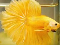 size of betta fish tank