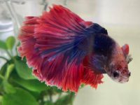 tap water for betta fish