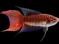 temp for betta fish water