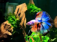 temperature of a betta fish tank