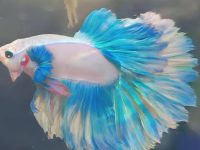underwater plants for betta fish