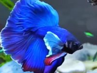 what causes fin rot in betta fish?