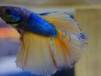 what does a female betta fish look like?