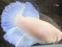 what does a pregnant betta fish look like?