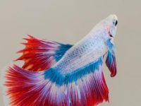 what does betta fish eat?