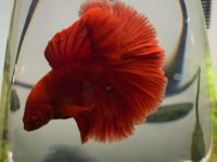 what does fin rot look like on a betta fish?