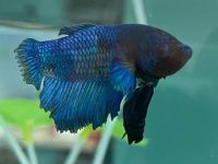 what fish can betta live with?