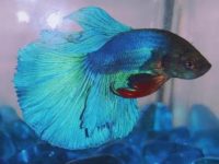 what food do betta fish eat?