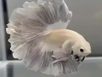 what is a good temp for betta fish?