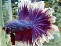 what size tank do betta fish need?