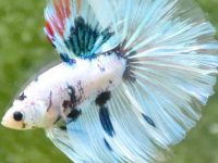 what temp is best for betta fish?