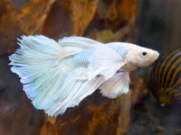 when betta fish die do they float?
