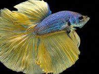 why does a betta fish flares its gills?