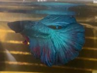 why does my betta fish spit out his food?