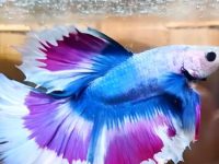 why my betta fish is not eating pellets?