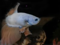 will a betta fish eat a snail?