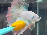 will betta fish eat other fish?