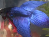 will betta fish fight?