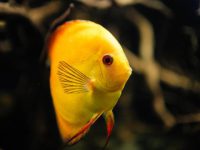 discus fish water temp