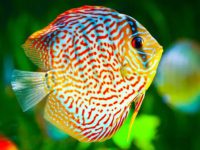 how big does a discus fish get?