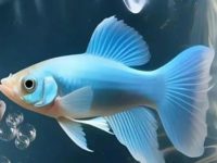 do guppies give live birth?