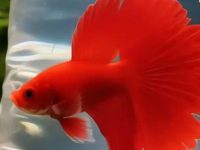 do guppies like current?