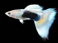 do guppies need air pump?