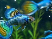 does a guppy lay eggs?