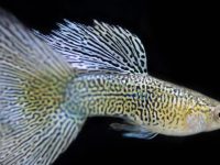 does guppy eat shrimp?