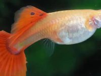 how can i tell if my guppy is pregnant?