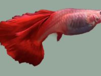 how long does a guppy live?