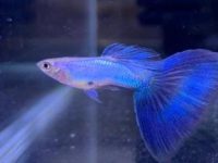 how long guppy pregnancy?