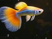 how often do you feed guppies?