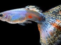 how to tell if guppies are male or female?