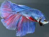 what guppy fish eat?